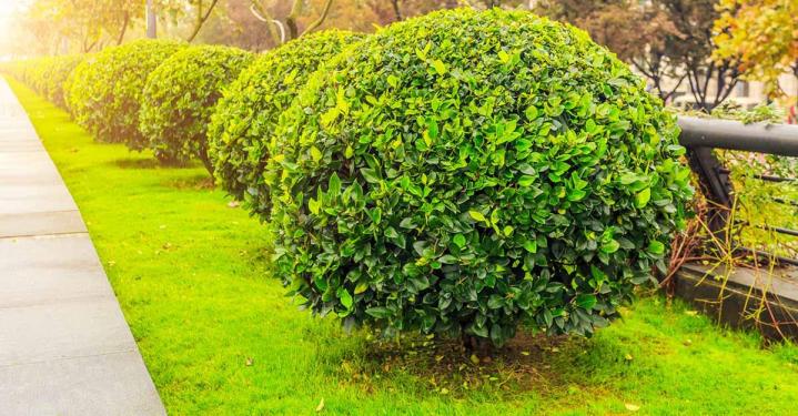 Service d’entretien paysager Rennes