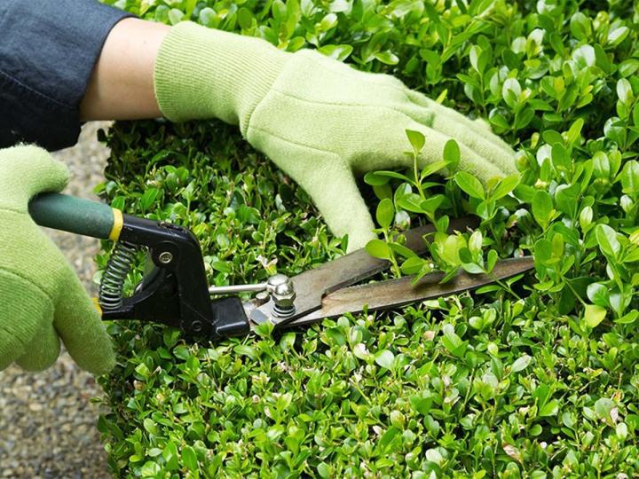 Entretien paysager Rennes